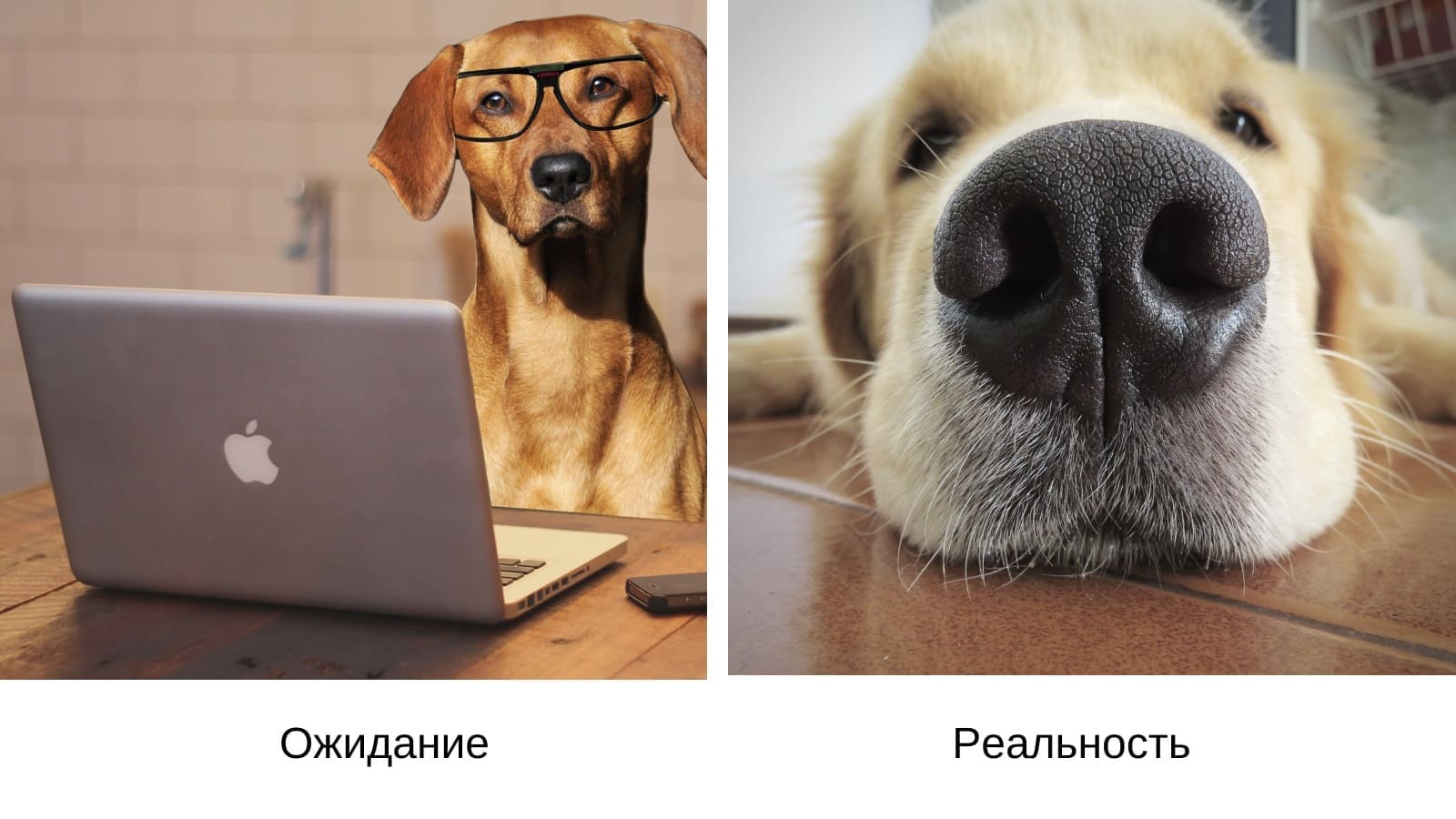 Ожидание и реальность Работа на удалёнке